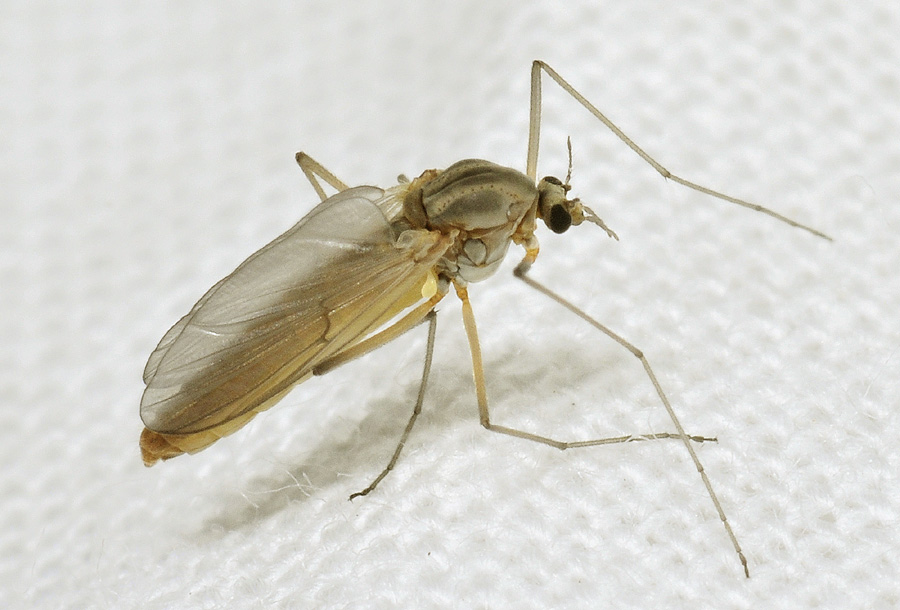 femmina di Chironomidae